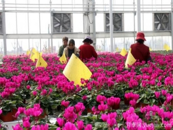 扬州高邮：每天发货30万株，花工厂绽放乡村振兴致富花