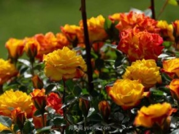 安阳市滑县森林公园月季花开放，赏花打卡正当时