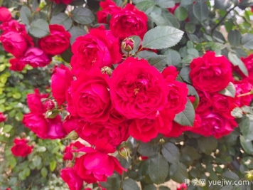 6款红色系的藤本月季品种，适合打造网红花墙