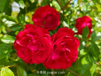月季红木香爆花机器，花艳丽花量大花期长