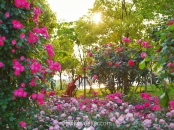 上海前滩休闲公园，月季花海盛景等你赏
