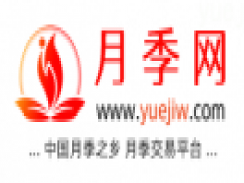 中国上海龙凤419，月季品种介绍和养护知识分享专业网站
